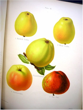 The Herefordshire Pomona (by Robert Hogg and Henry Graves Bull) with its coloured figures and descriptions of the most esteemed kinds of apples and pears in two volumes with 77 chromo-lithograph plates is expected to
    realise around £3,000-4,500 in the first antiquarian book sale of the year.
