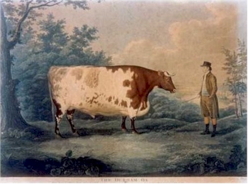 A coloured print after John Boultbee of the Durham Ox, circa 1802.