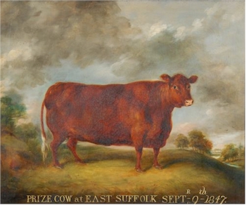 English School 19th century a portrait of a prize cow, dated 1847.
