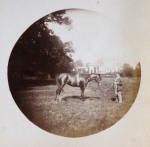 Early Photograph of Arab Horses.