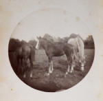 Further Early Photograph of Arab Horses.