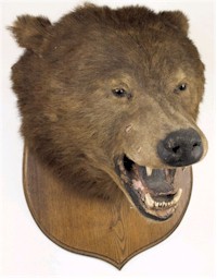 A Preserved Brown bear's head on an oak plinth, which sold for £600