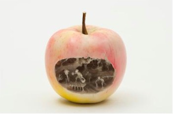 An unusual Japanese ivory okimono of an apple that has been hollowed out to reveal a miniature rive landscape is expected to
        fetch between £800 and £1,200.