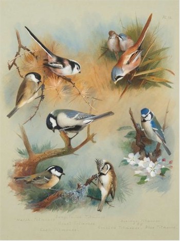Titmouse studies (FS28/339) by Archibald Thorburn (1860-1935) fetched £7,200.