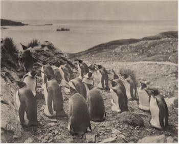 An image of penguins from the Polar Archive collection of Francis Davies.