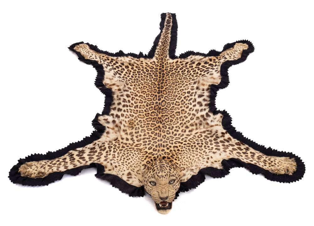 A Taxidermy Leopard Skin By Van Ingen & Van Ingen